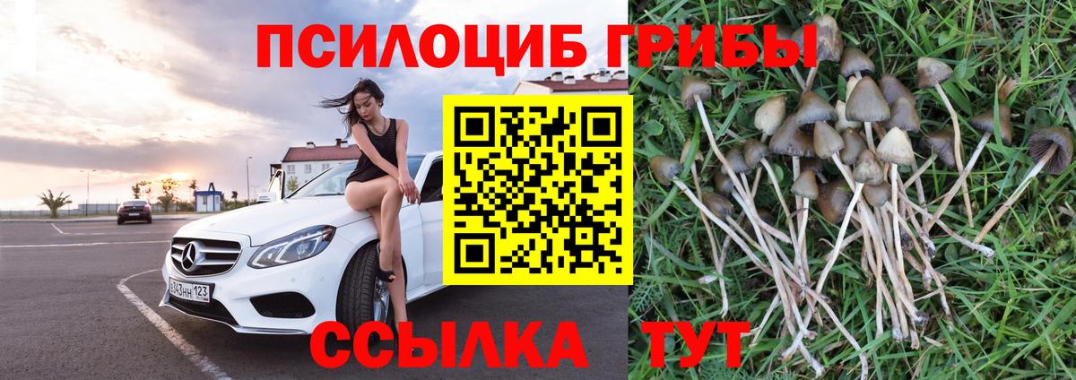 Галлюциногенные грибы Psilocybine cubensis  Вход с VPN  Псилоцибиновые грибы MAGIC MUSHROOMS  Томск 