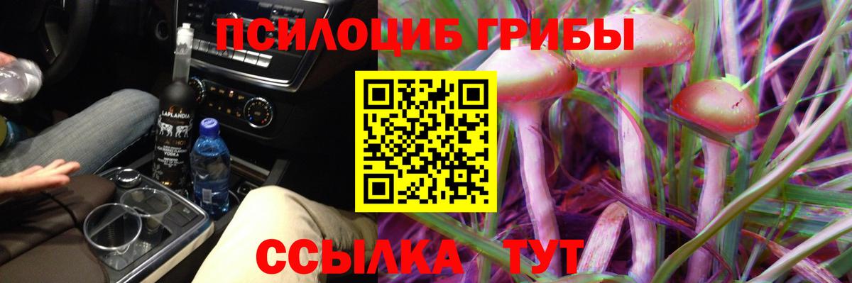 Псилоцибиновые грибы Psilocybe Томск